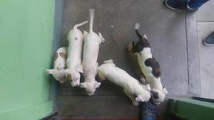 Cachorros Pitbull