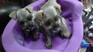 Cachorros Schnauzer