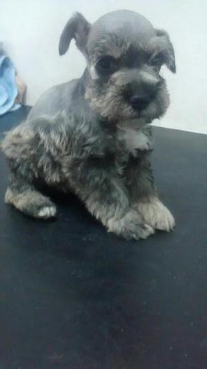 Cachorros Schnauzer Minitoy