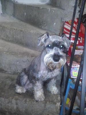 Cachorros schnauzer 330