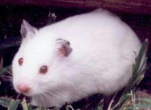 Cambio Hamster Sirio Albino.