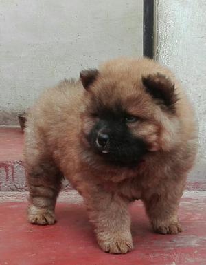 Chow Chow