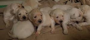 GOLDEN MIS CACHORROS LINDOS