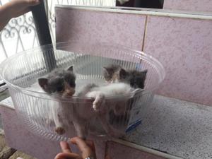 Gatitos en Adopción