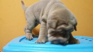 Hermosa cachorrita sharpei americana. Full arrugas shar pei.