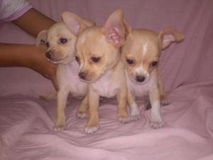 Hermosos Cachorros Chihuahuas en Venta