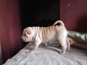 PERROS SHAR PEI