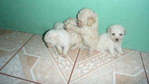 POODLE TOY MASCOTITAS BELLAS