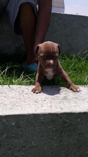 Pitbull Red Nose 1 Mes. Padres Presentes
