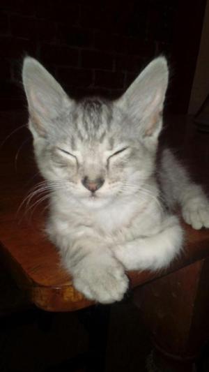 Regalo lindo gatito gris