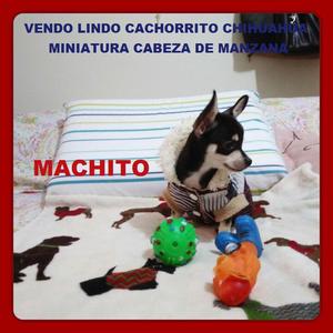 Remato Cachorrito Chihuahua Miniatura Cabeza de Manzana /
