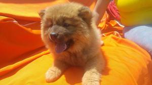 VENDO CHOW CHOW MACHITO