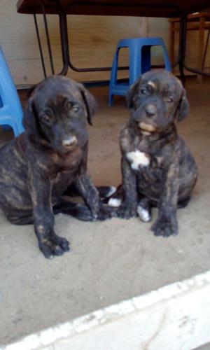 Vendo Cachorritos