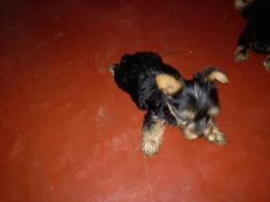 Vendo Cachorritos de Raza Yorshay