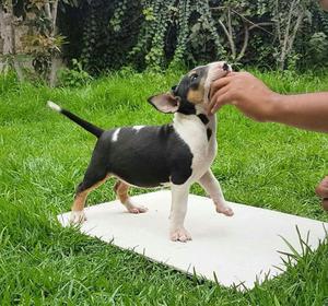 Vendo Cachorros Bull Terrier