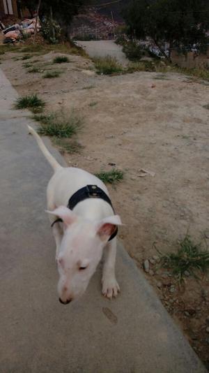 Vendo Hermoso Bull Terrier Embra