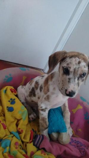 Vendo Precioso Cachorro Gran Danes Arleq