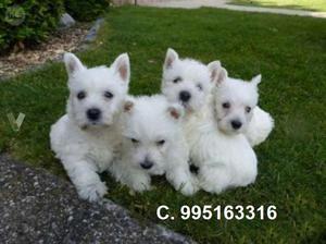a la venta hermosos westy highland terrier bellos cachorros