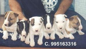 bellos pura raza bull terrier lindos cachorros vacunados