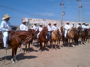 caballos de paso para concurso