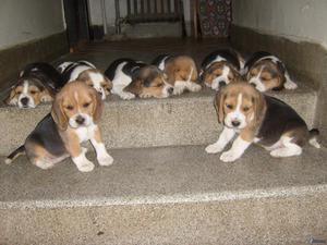 cachorritos beagle