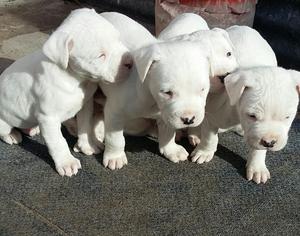 cachorritos dogo argentino