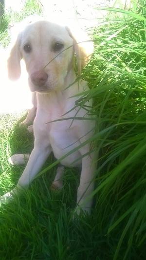 cachorros labradores de 3 meses en remate