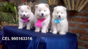 venta hermosos cariñosos samoyedo bellos cachorros
