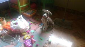 Adopcion Cruce Hembra