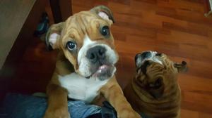 Bulldog Ingles Hembrita 4 Meses