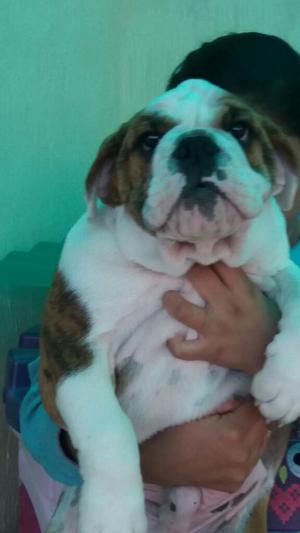 Bulldog Ingles Pedigree