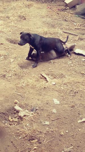 Cachorro Pitbull Negro en Venta