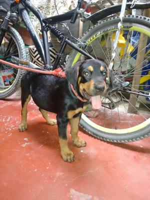 Cachorro rottwailer