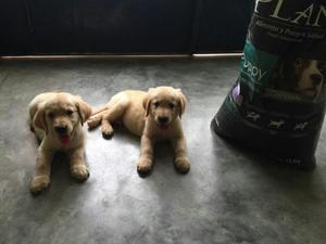 Cachorros Golden Retriever