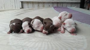 Cachorros Pitbull Stanford Red Nose