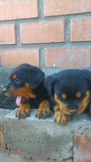 Cachorros Rottweiler