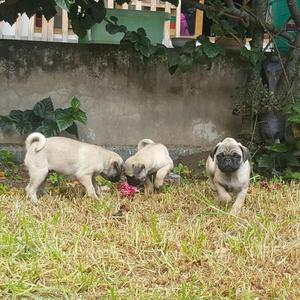 Cachorros Vacunados Pug