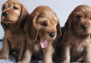 Cocker spaniel