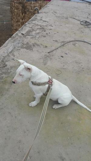 Ocasion Macho Bull Terrier