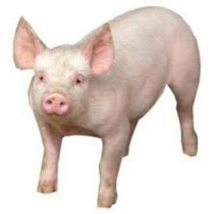 Ocasion:venta de Cerdos Vivos