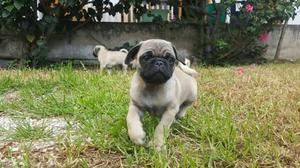 Pug Carlinos Patas Chatas