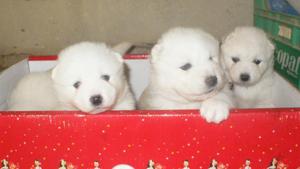 SAMOYEDO EN VENTA