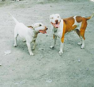 Servicio de Monta Pitbull Terrier Rednos