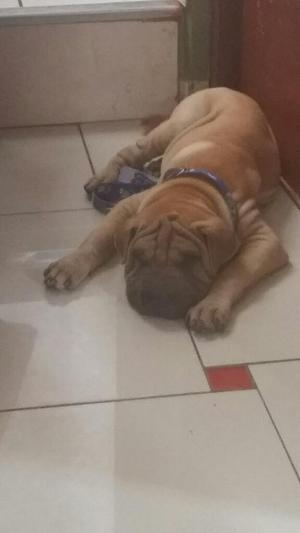 Vendo Cachorros Sharpei