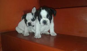 Vendo Fulldog Frances