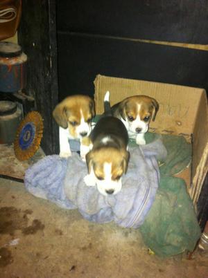 Vendo Hermosos Cachorros Beagles
