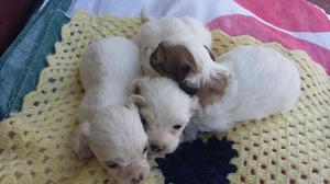 Vendo cachorritos