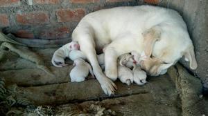 Vendos Cachorros Recien Nacidos Labrador