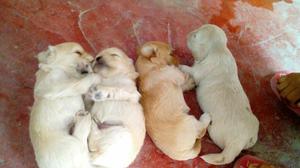 Venta de Perritos Raza Chipzu