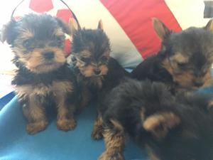 Yorkies terrier toys:v chiquititos:padre con pedigree